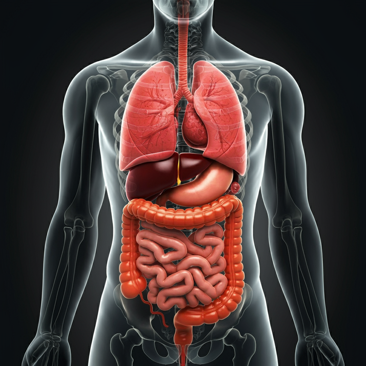 Digestive System