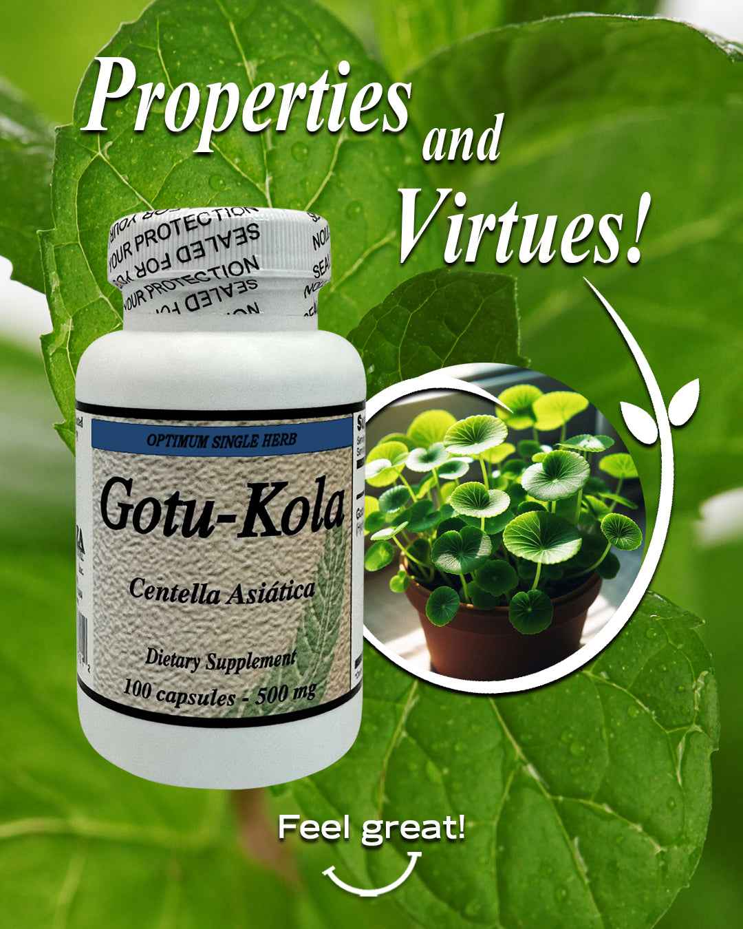 Gotu-Kola Cognitive Support Capsules 100 capsules 500mg
