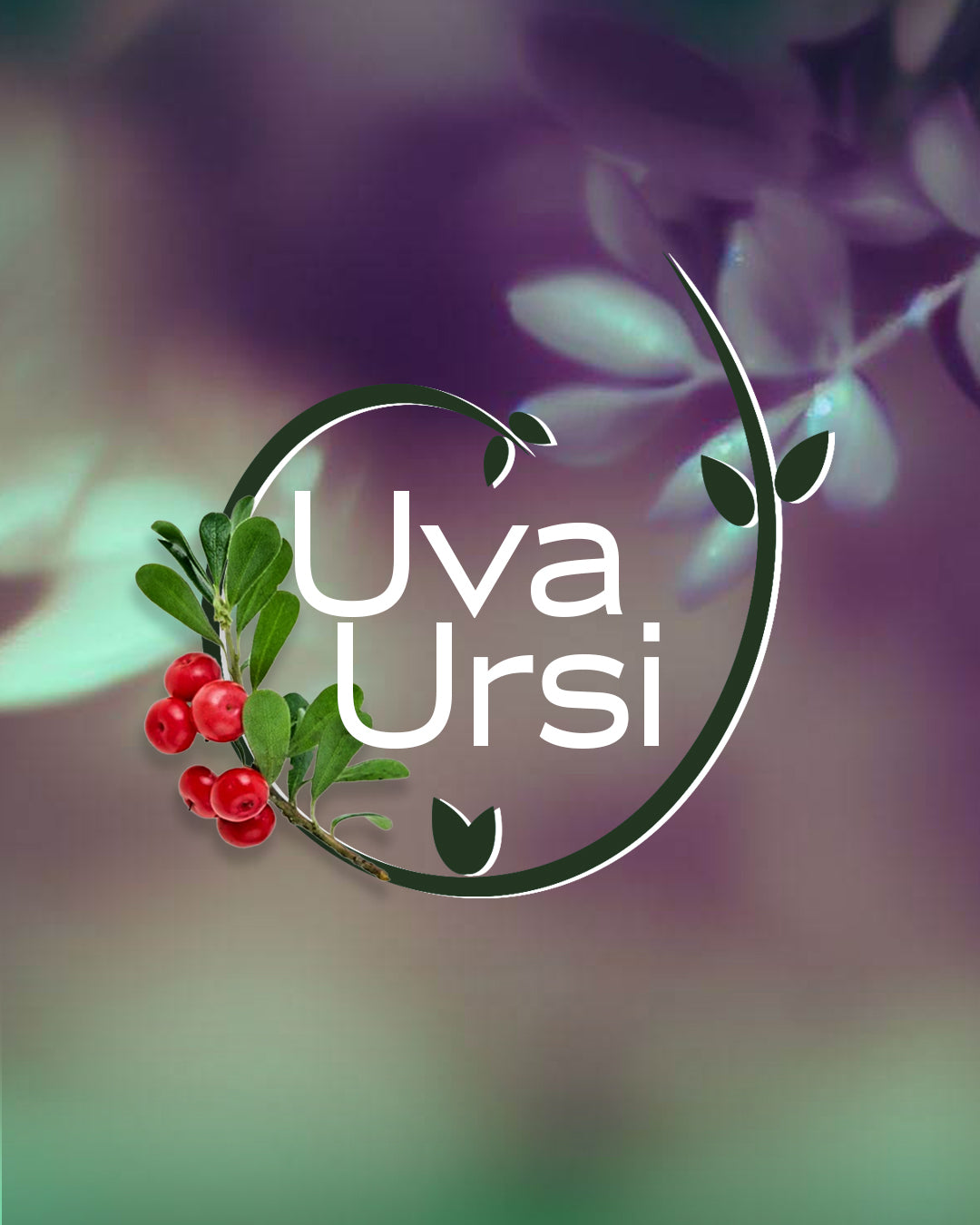 Uva Ursi 90 capsules 500 mg | Urinary Health Capsules
