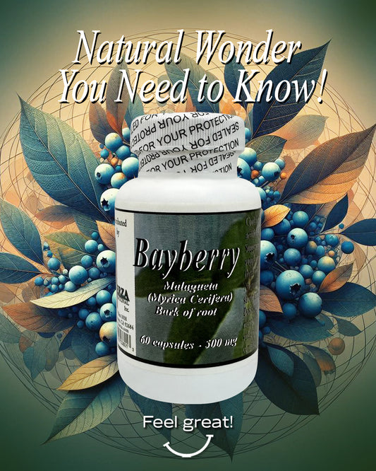 Bayberry capsules for digestive and immune health